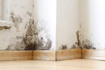 Mold Matters: Strategies for Prevention and Effective Claim Management  