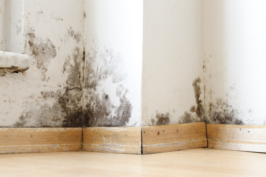 Mold Matters: Strategies for Prevention and Effective Claim Management  