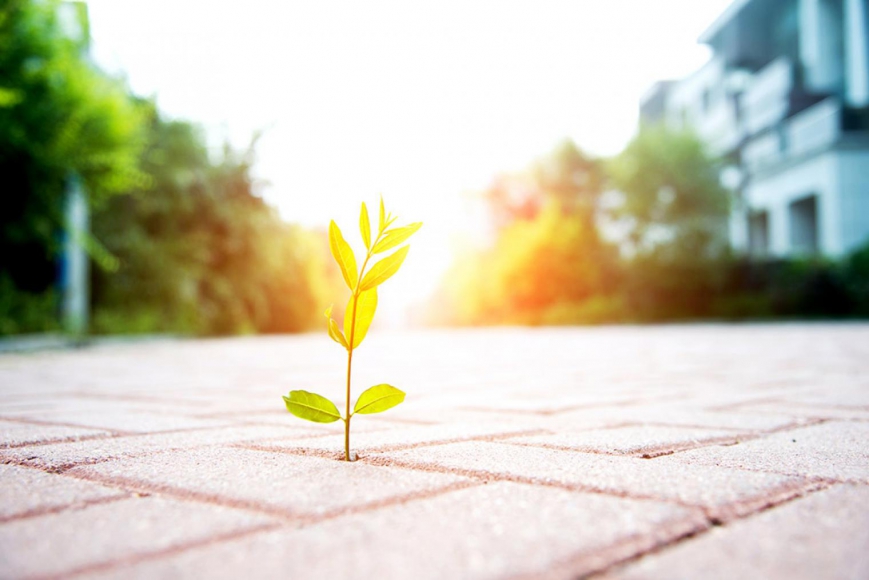 Climate Change and Carbon Management