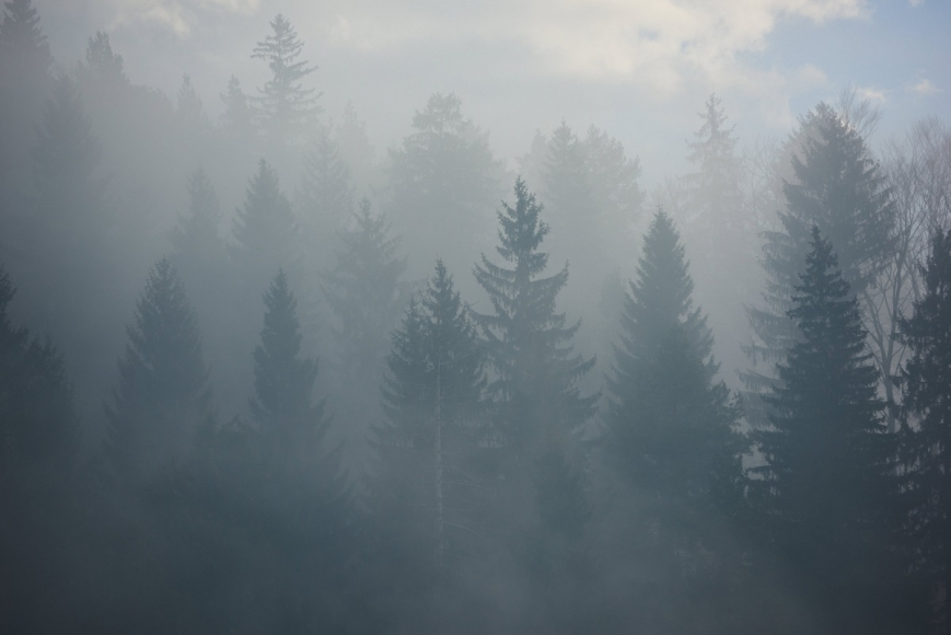 What the Clarbon? Demystifying the Climate-Carbon Nexus