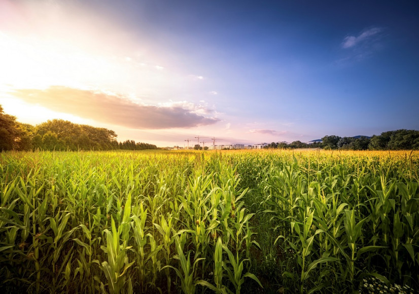 Cornfield at sunrise