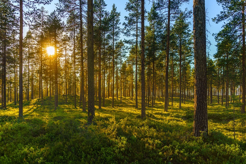 Sun shining through trees