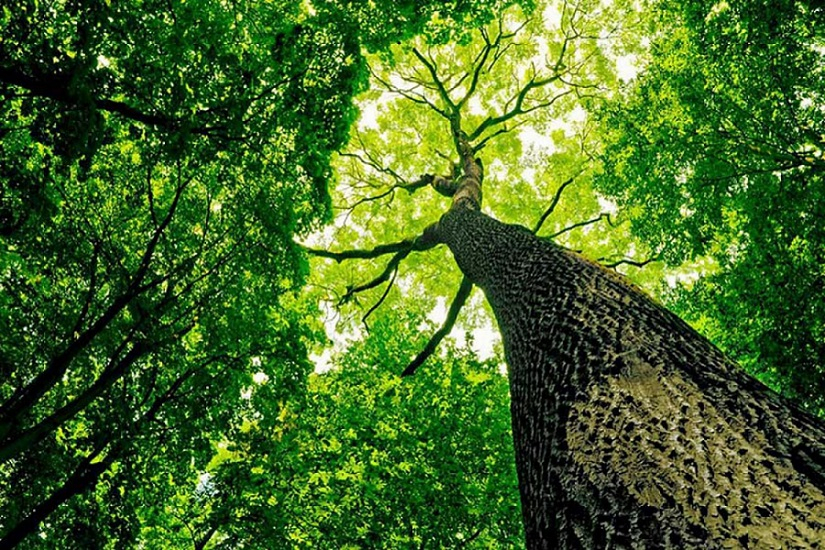 looking up at treetops 