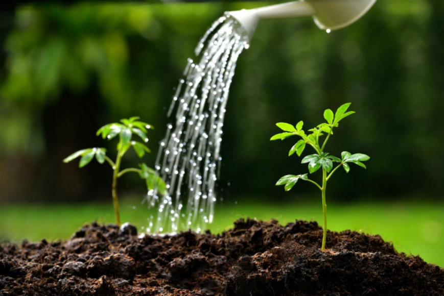 watering can watering seeds