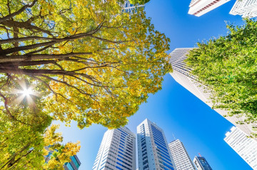 Green trees in a City