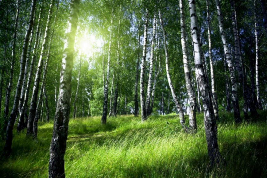 Sunny Forest 