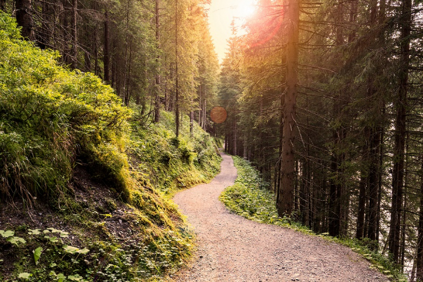 Trail in the Forest