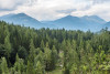 Pine trees in the mountains