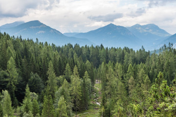 Pine trees in the mountains