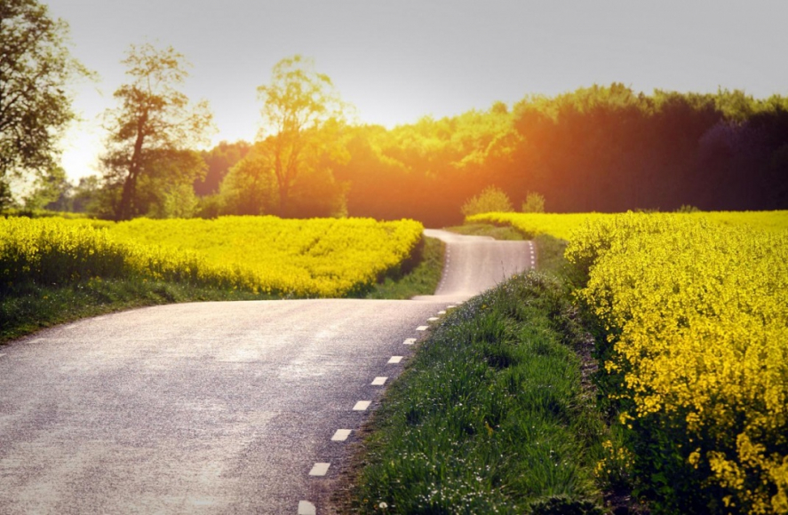 road heading into forest