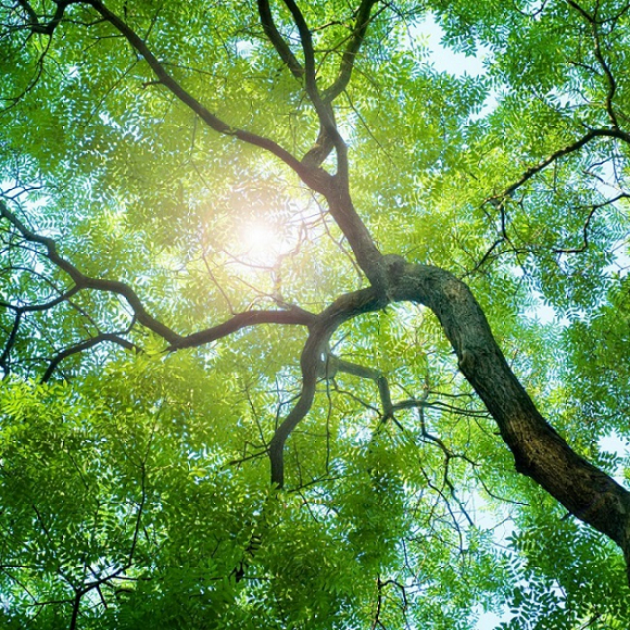 sun shining through tree leaves 